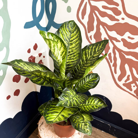 Dieffenbachia seguine ‘Maroba’ – Leopard Lily - Sprouts of Bristol