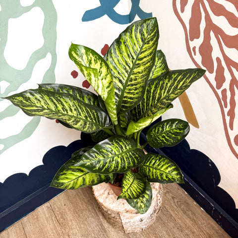Dieffenbachia seguine ‘Maroba’ – Leopard Lily - Sprouts of Bristol