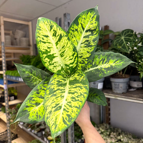 Dieffenbachia seguine ‘Sublime’ – Leopard Lily - Sprouts of Bristol