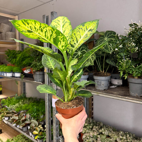 Dieffenbachia seguine ‘Sublime’ – Leopard Lily - Sprouts of Bristol