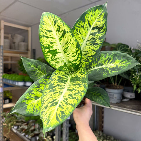 Dieffenbachia seguine ‘Sublime’ – Leopard Lily - Sprouts of Bristol
