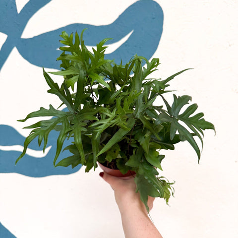 Doryopteris pedata - Digit Fern - Sprouts of Bristol