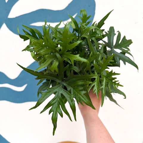 Doryopteris pedata - Digit Fern - Sprouts of Bristol