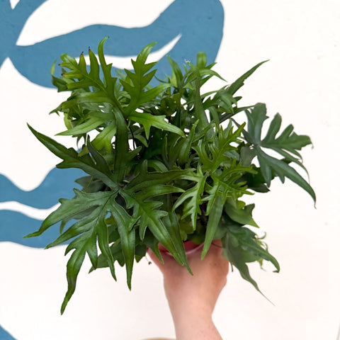 Doryopteris pedata - Digit Fern - Sprouts of Bristol