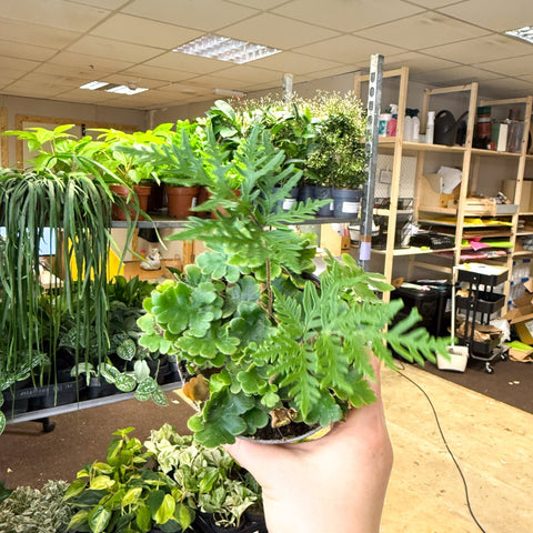 Doryopteris pilosa ‘Gemmifera’ - Antenna Fern - Sprouts of Bristol