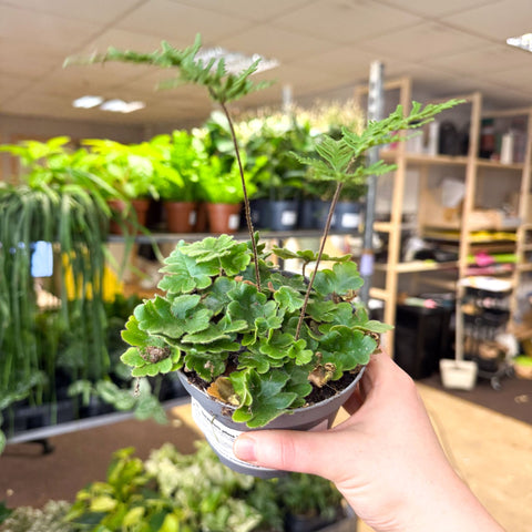 Doryopteris pilosa ‘Gemmifera’ - Antenna Fern - Sprouts of Bristol