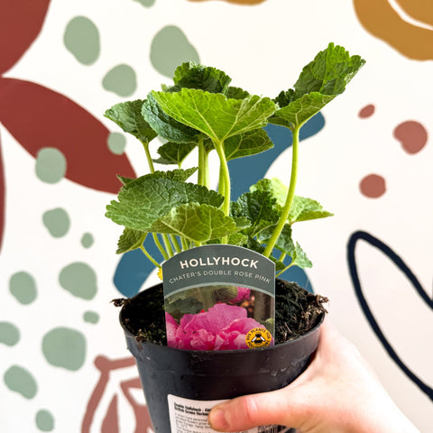 Double Hollyhock - Alcea rosea 'Chater's Double Rose Pink' - British Grown Herbaceous Perennial - Sprouts of Bristol