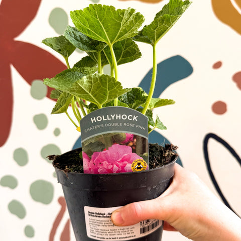 Double Hollyhock - Alcea rosea 'Chater's Double Rose Pink' - British Grown Herbaceous Perennial - Sprouts of Bristol