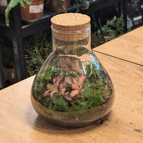 Emily Conical Glass Flask - Bioactive Terrarium - Sprouts of Bristol