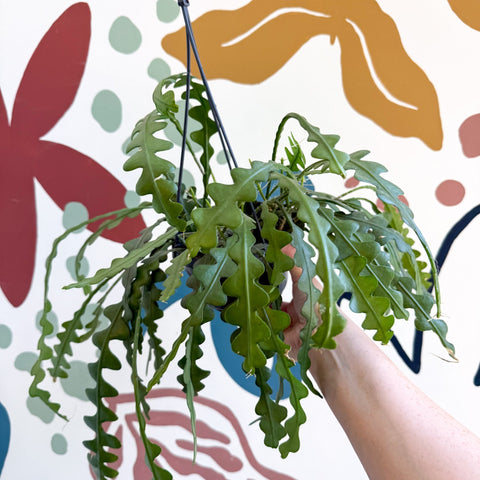 Epiphyllum anguliger - Fishbone Cactus - Sprouts of Bristol