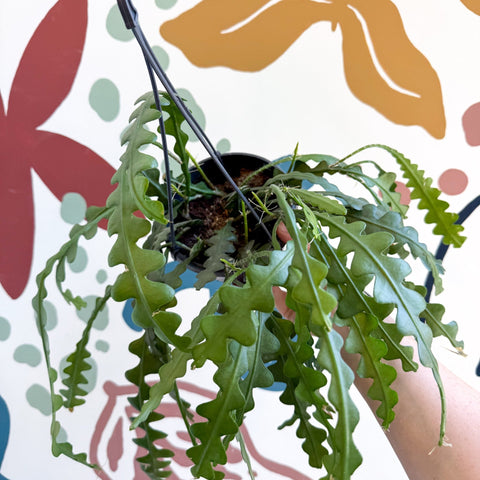 Epiphyllum anguliger - Fishbone Cactus - Sprouts of Bristol