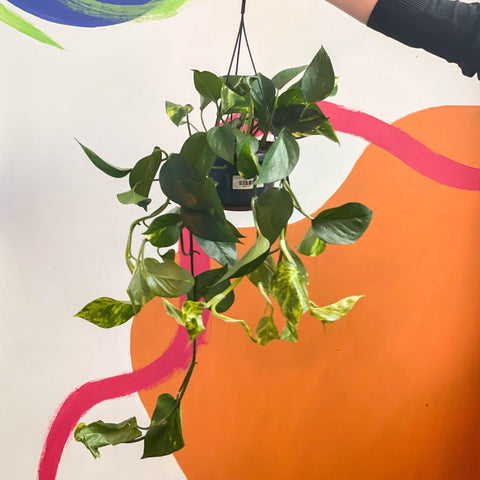 Epipremnum aureum - Golden Pothos - Sprouts of Bristol
