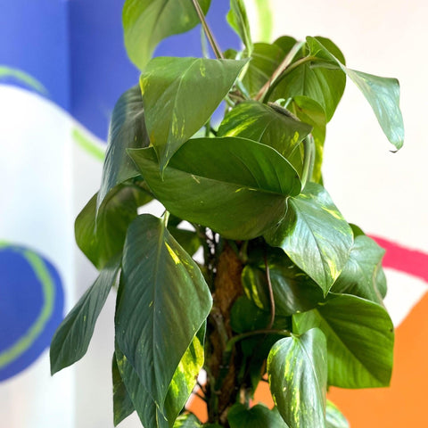 Epipremnum aureum - Golden Pothos - Sprouts of Bristol
