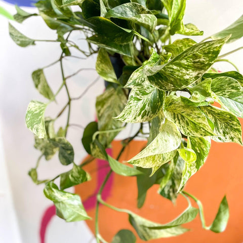 Epipremnum aureum 'Marble Queen' - Marble Queen Pothos - Sprouts of Bristol