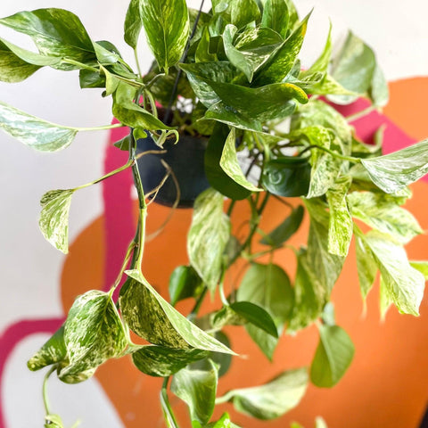Epipremnum aureum 'Marble Queen' - Marble Queen Pothos - Sprouts of Bristol