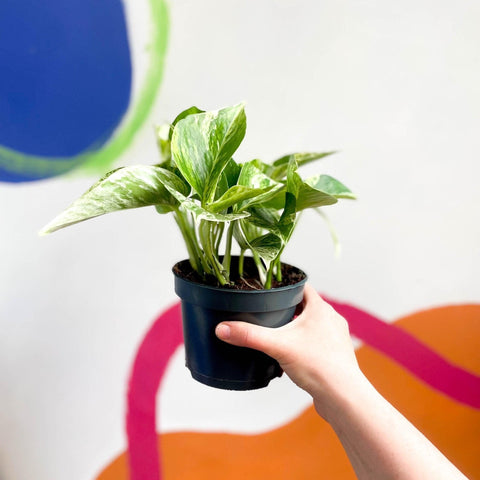 Epipremnum aureum 'Marble Queen' - Marble Queen Pothos - Sprouts of Bristol