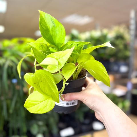 Epipremnum ‘Champs Elysees’ - Sprouts of Bristol