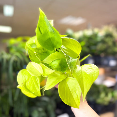 Epipremnum ‘Champs Elysees’ - Sprouts of Bristol