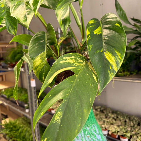 Epipremnum pinnatum 'Cintho Goldfinger' - Sprouts of Bristol