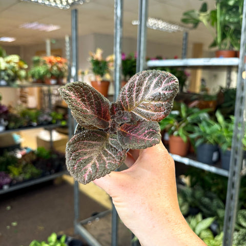 Episcia cupreata 'Copper' - Flame Violet - Sprouts of Bristol