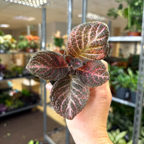 Episcia cupreata 'Copper' - Flame Violet - Sprouts of Bristol