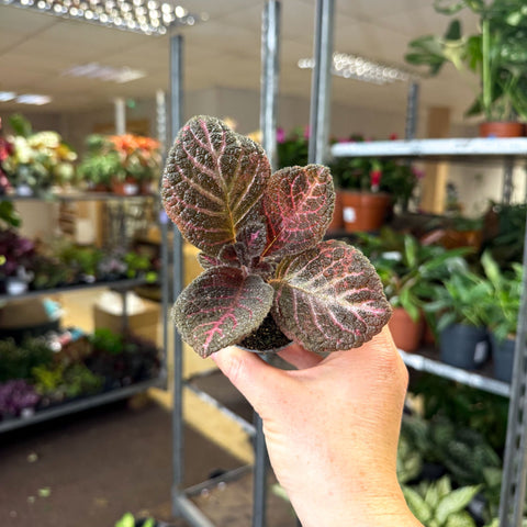 Episcia cupreata 'Copper' - Flame Violet - Sprouts of Bristol