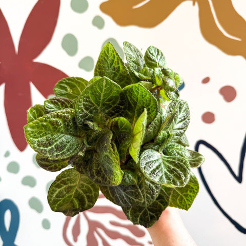 Episcia cupreata - Green Flame Violet - Sprouts of Bristol