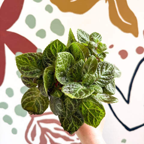 Episcia cupreata - Green Flame Violet - Sprouts of Bristol