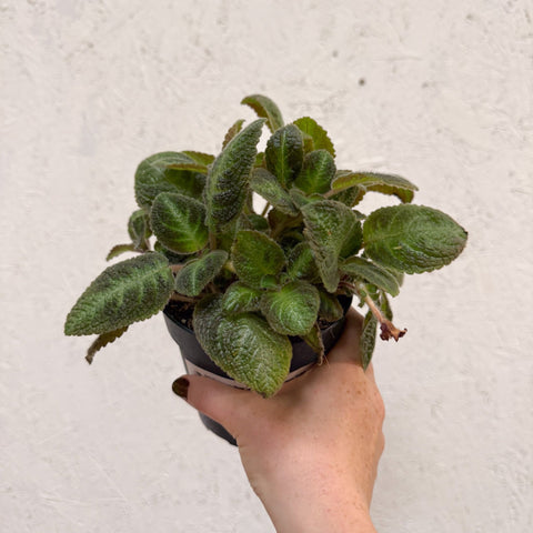 Episcia cupreata 'Neon Surprise' - Green Flame Violet - Sprouts of Bristol
