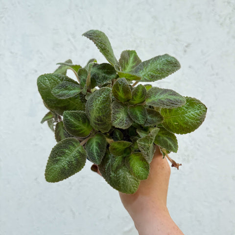Episcia cupreata 'Neon Surprise' - Green Flame Violet - Sprouts of Bristol
