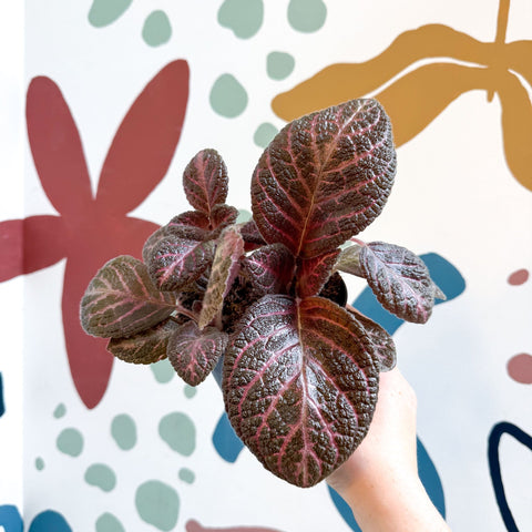 Episcia cupreata - Purple Flame Violet - Sprouts of Bristol