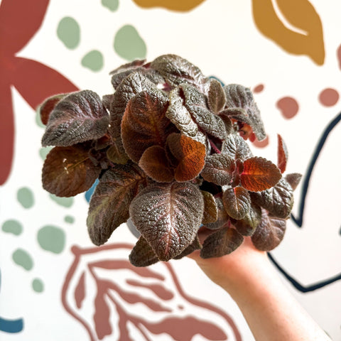 Episcia cupreata - Purple Flame Violet - Sprouts of Bristol