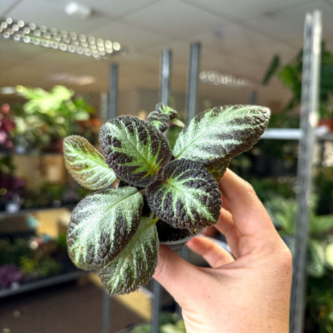 Episcia cupreata 'Silver Shield' - Flame Violet - Sprouts of Bristol