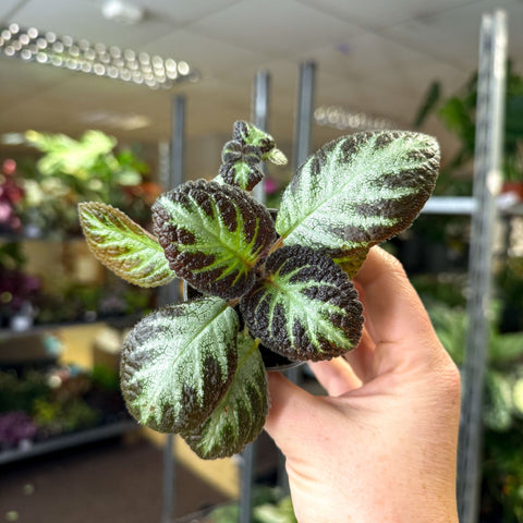 Episcia cupreata 'Silver Shield' - Flame Violet - Sprouts of Bristol