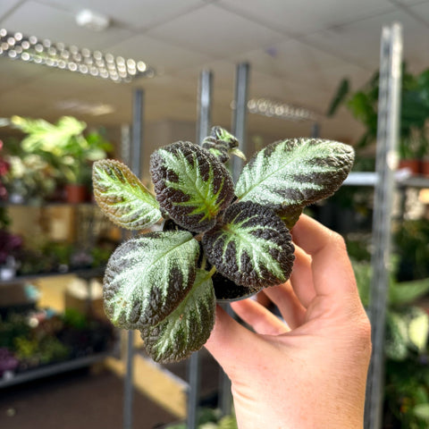 Episcia cupreata 'Silver Shield' - Flame Violet - Sprouts of Bristol
