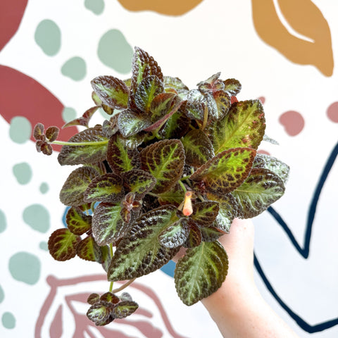 Episcia cupreata 'Zebra' - Flame Violet - Sprouts of Bristol