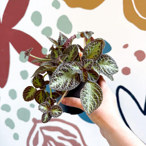 Episcia cupreata 'Zebra' - Flame Violet - Sprouts of Bristol