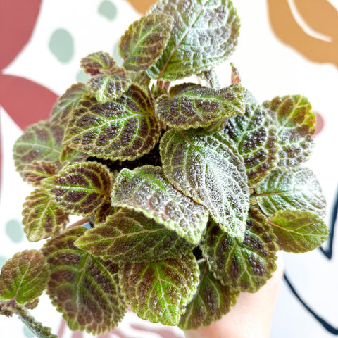 Episcia ‘Tiger Stripe' - Flame Violet - Sprouts of Bristol