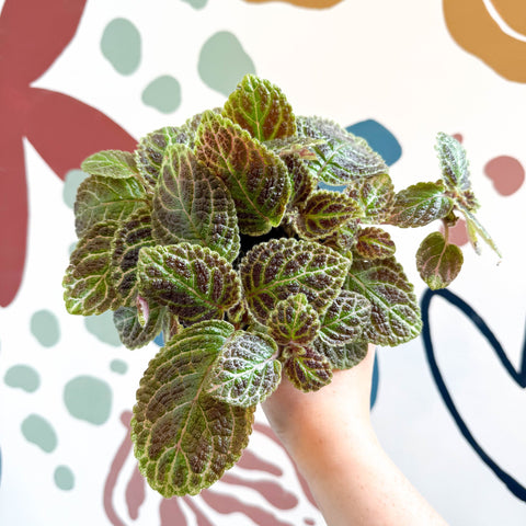 Episcia ‘Tiger Stripe' - Flame Violet - Sprouts of Bristol