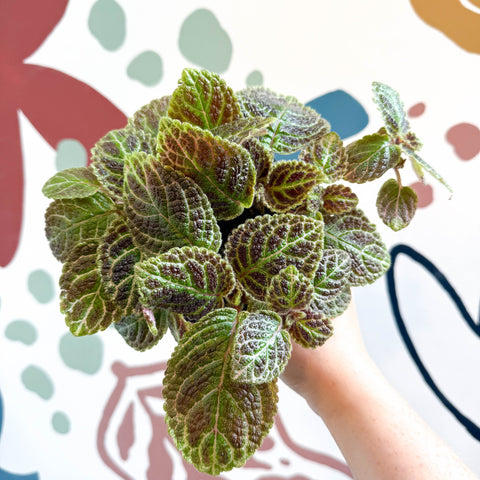 Episcia ‘Tiger Stripe' - Flame Violet - Sprouts of Bristol