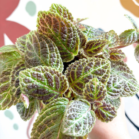 Episcia ‘Tiger Stripe' - Flame Violet - Sprouts of Bristol