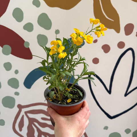 Erysimum cheiri 'Sugar Rush Garden Mix' - Wallflower - British Grown - Sprouts of Bristol