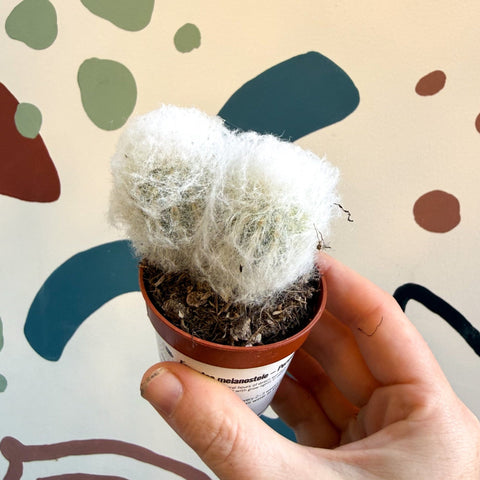 Espostoa melanostele – Peruvian Old Man Cactus - Sprouts of Bristol