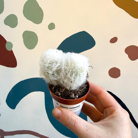 Espostoa melanostele – Peruvian Old Man Cactus - Sprouts of Bristol