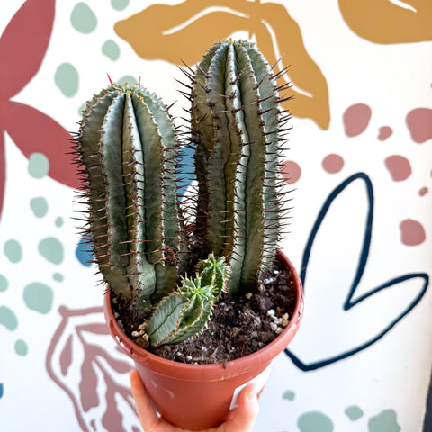 Euphorbia horrida – African Milk Barrel - Sprouts of Bristol
