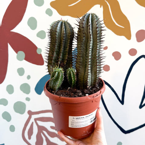 Euphorbia horrida – African Milk Barrel - Sprouts of Bristol