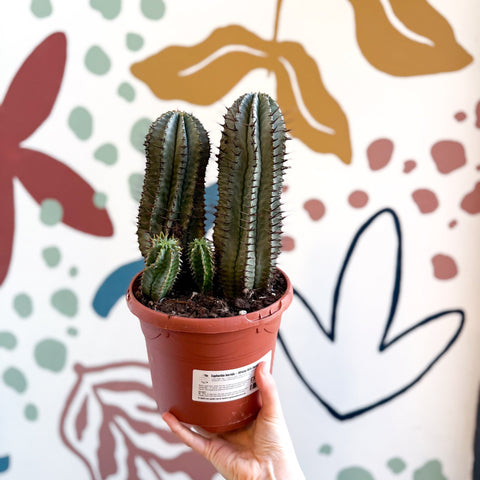 Euphorbia horrida – African Milk Barrel - Sprouts of Bristol