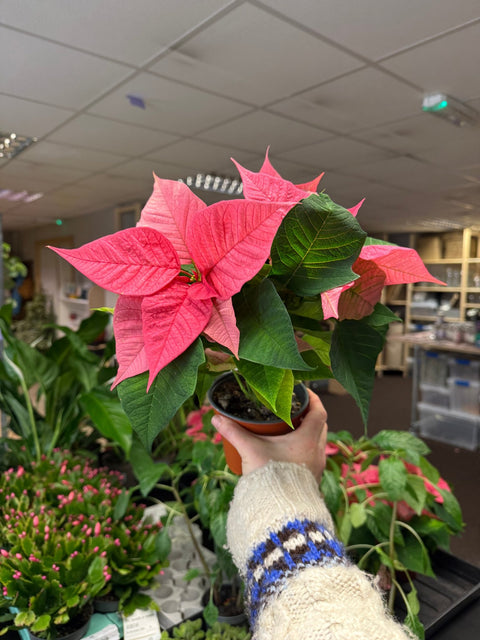 Euphorbia pulcherrima 'Pink' - Poinsettia - British Grown - Sprouts of Bristol