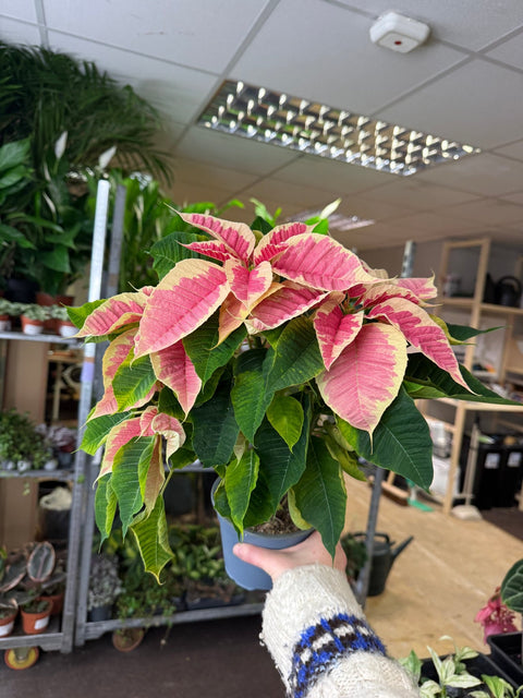 Euphorbia pulcherrima 'Rhubarb' - Poinsettia - British Grown - Sprouts of Bristol