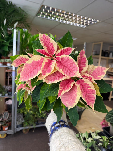 Euphorbia pulcherrima 'Rhubarb' - Poinsettia - British Grown - Sprouts of Bristol